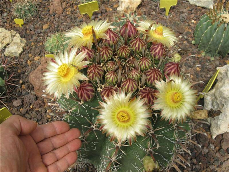 Ferocactus herrerae 