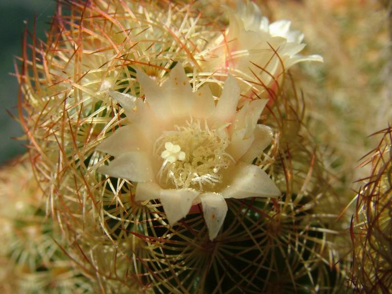 Mammillaria elongata 