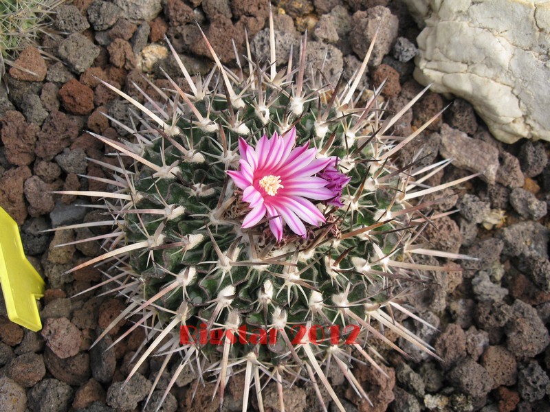 Stenocactus multicostatus 