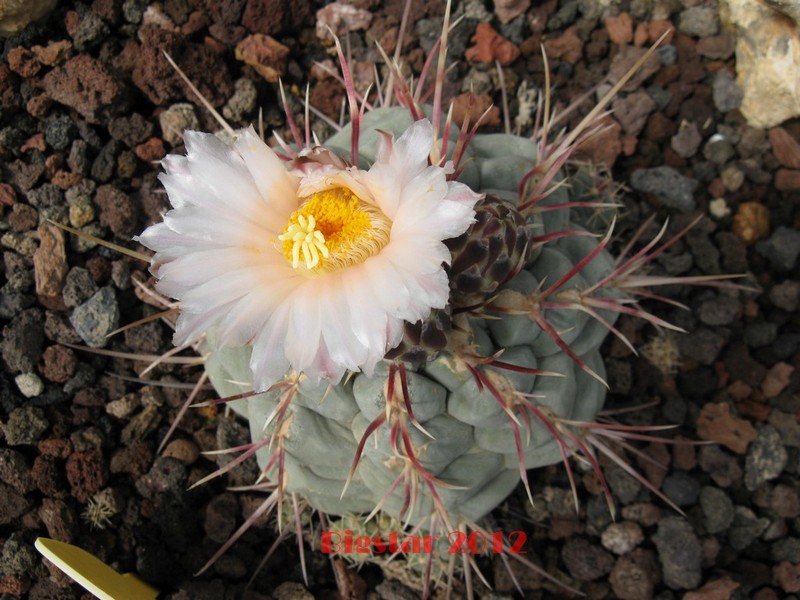 Thelocactus hexaedrophorus v. fossulatus 