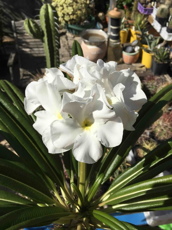 Pachypodium lamerei 