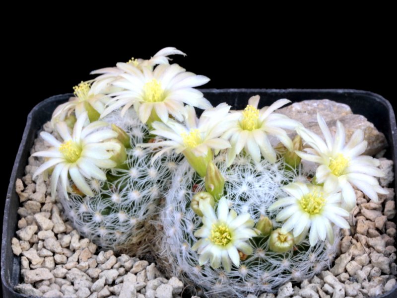 mammillaria duwei