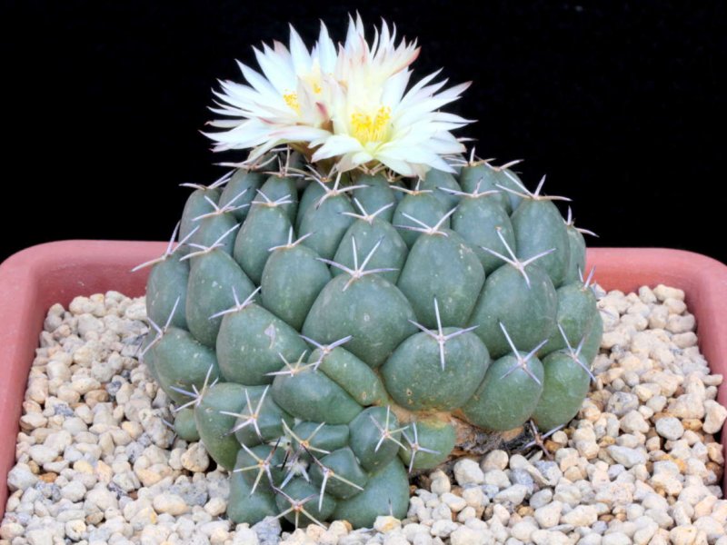 coryphantha maiz-tablasensis