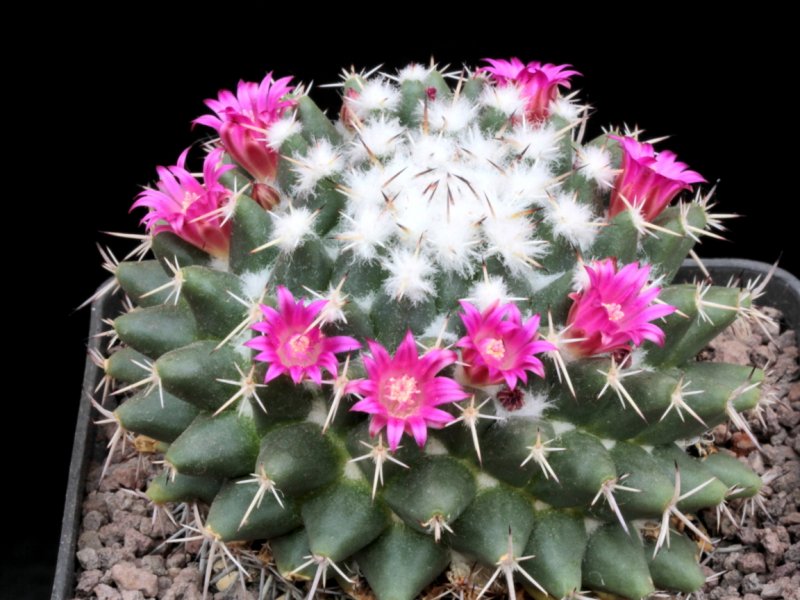 Mammillaria priessnitzii Repp 1145