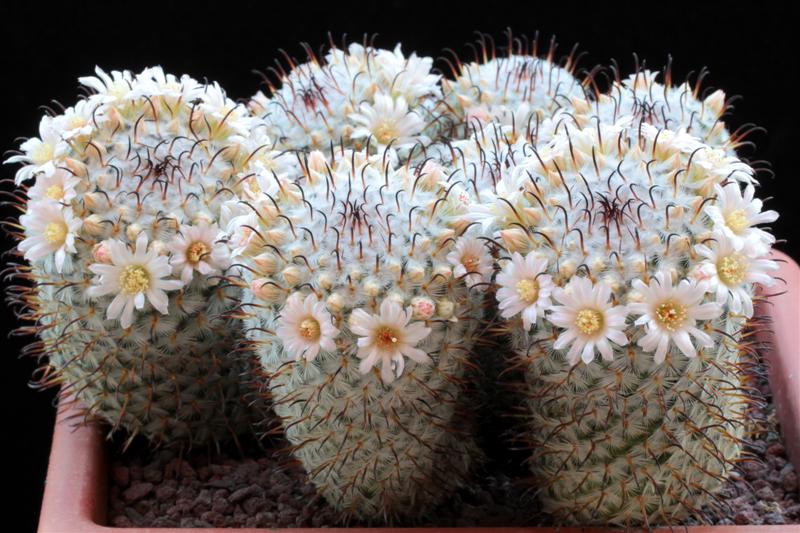 Mammillaria perezdelarosae 