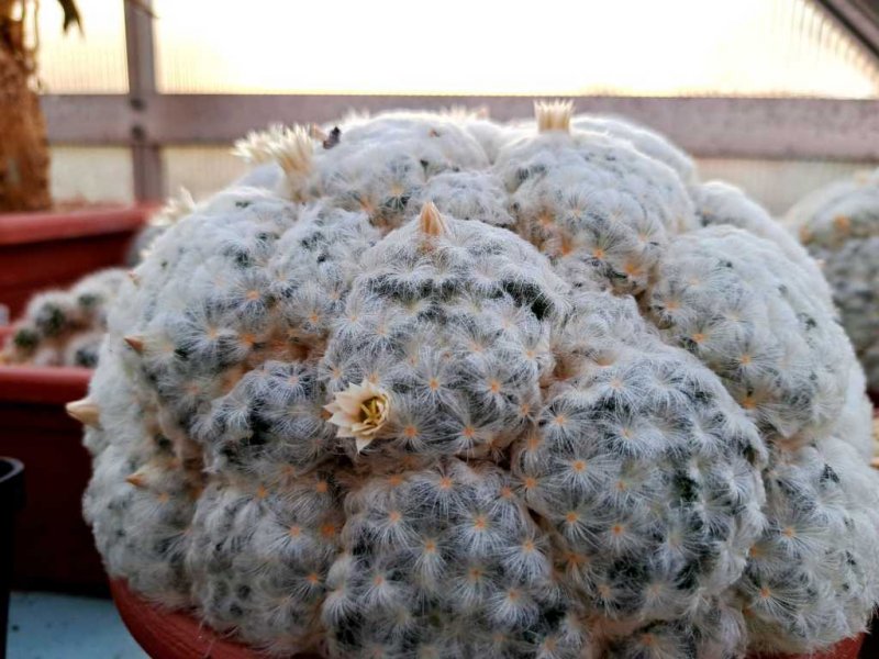 Mammillaria plumosa 
