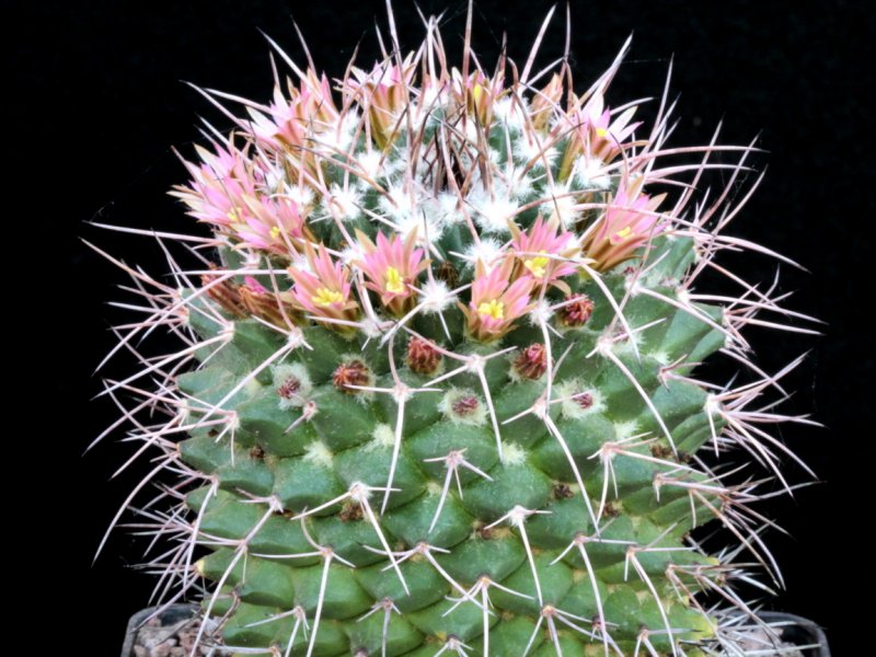 Mammillaria carnea Z 215