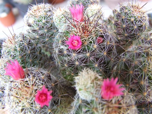 Mammillaria vetula ssp. gracilis 