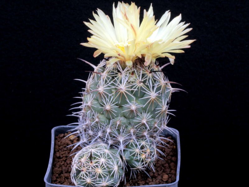 coryphantha cornifera