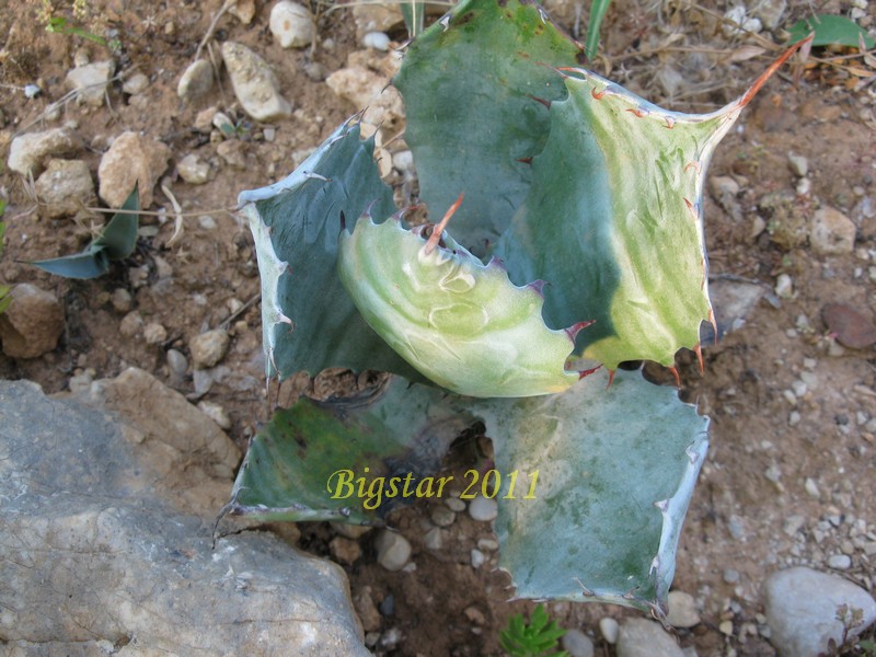 Agave colorata 