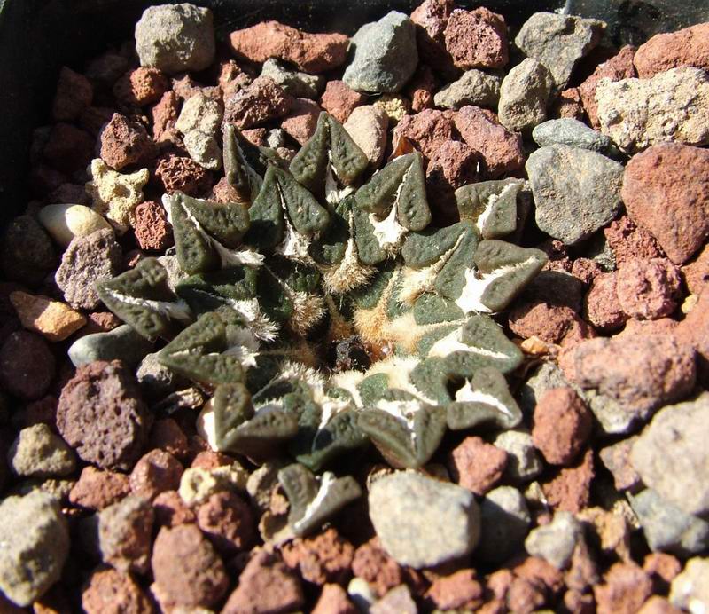 Ariocarpus kotschoubeyanus 