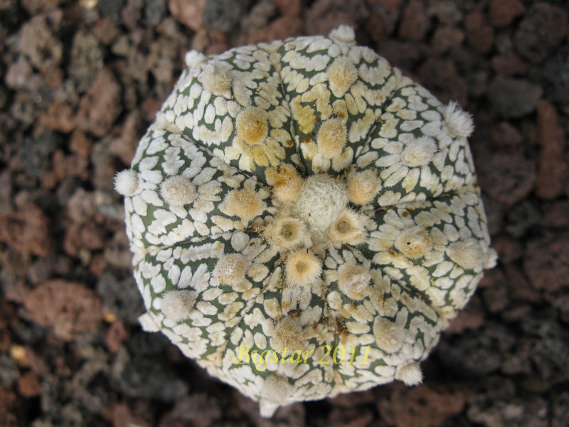 Astrophytum asterias cv. super kabuto 