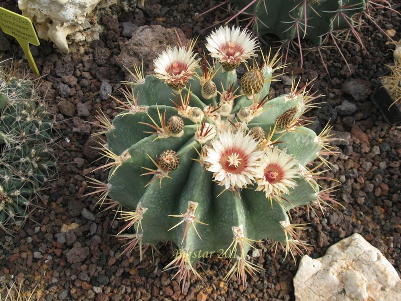 Ferocactus latispinus v. spiralis 