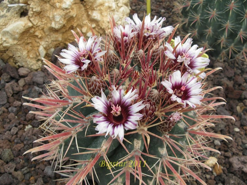 Ferocactus recurvus AFR 8