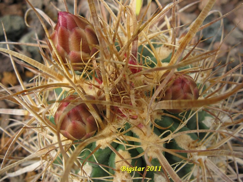 Ferocactus cv. bigstar 