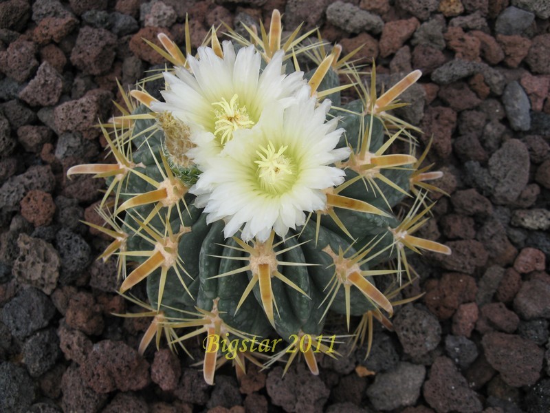 Ferocactus latispinus v. flavispinus 