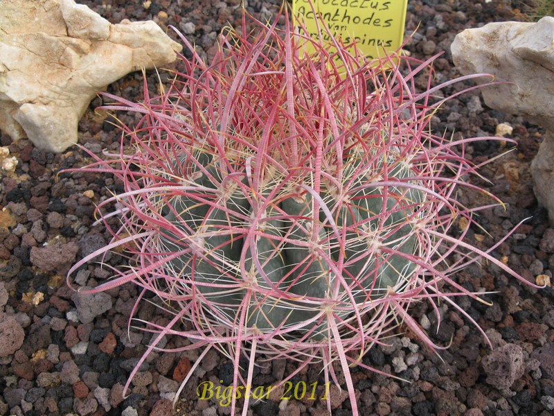 Ferocactus acanthodes v. tortulispinus 