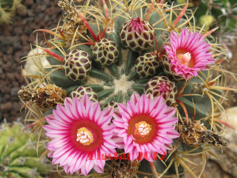 Ferocactus macrodiscus 