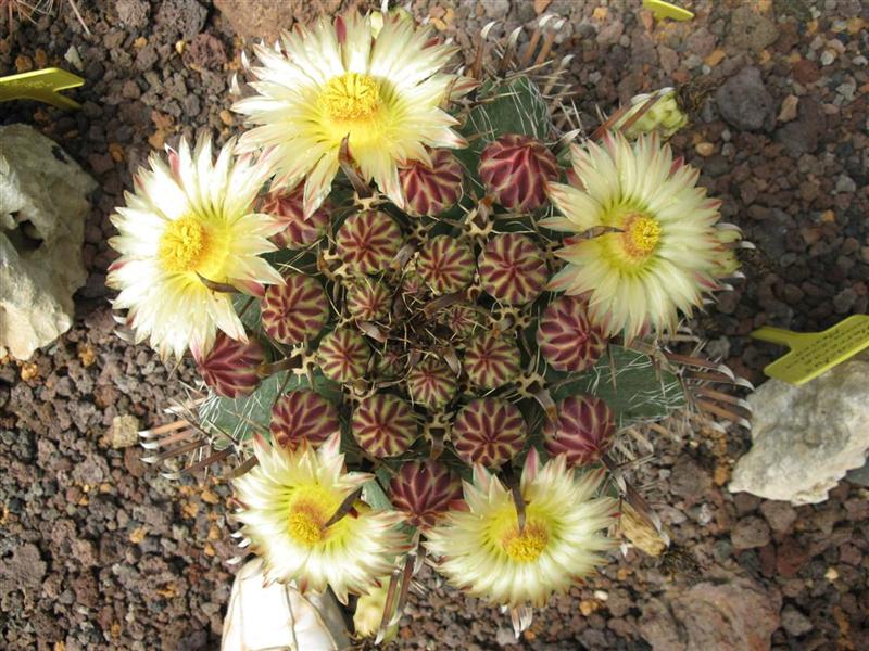 Ferocactus herrerae 