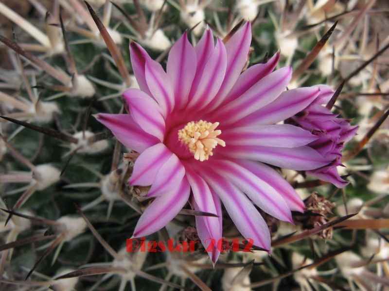 Stenocactus multicostatus 