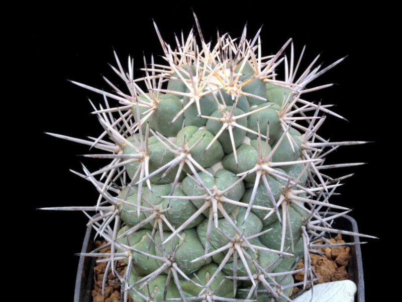 coryphantha poselgeriana v. valida
