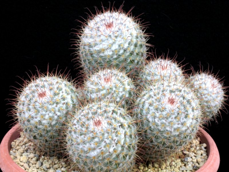 mammillaria bombycina