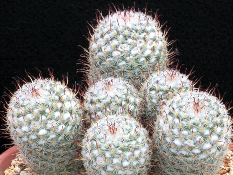 mammillaria bombycina cv. split spine