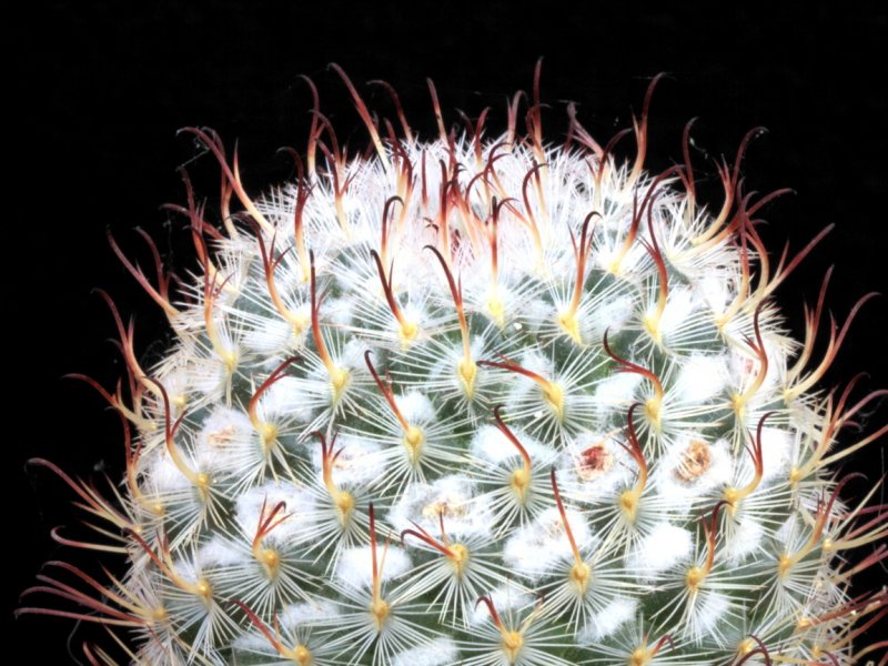 Mammillaria bombycina cv. split spine 