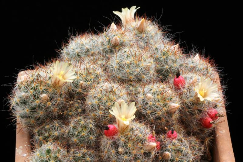 Mammillaria prolifera 