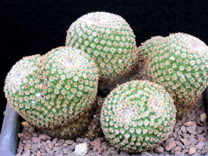 mammillaria crucigera