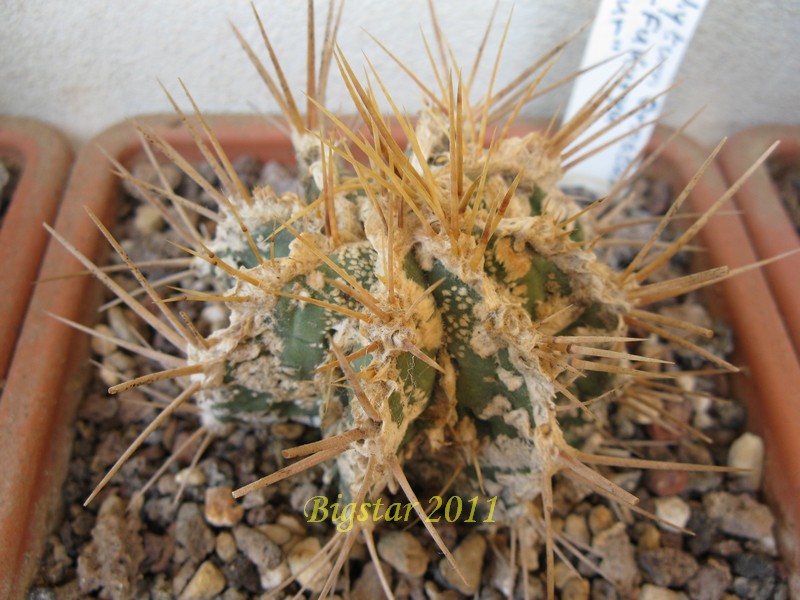 Astrophytum ornatum cv. hannya fukuryu dinosaur 