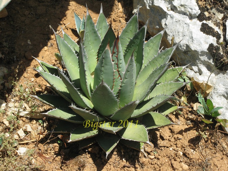 Agave horrida ssp. perotensis 