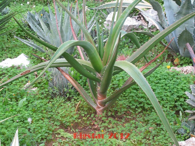 Aloe bainesii 