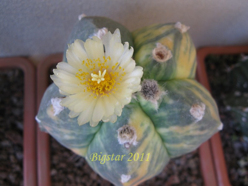 Astrophytum myriostigma cv. kikko 