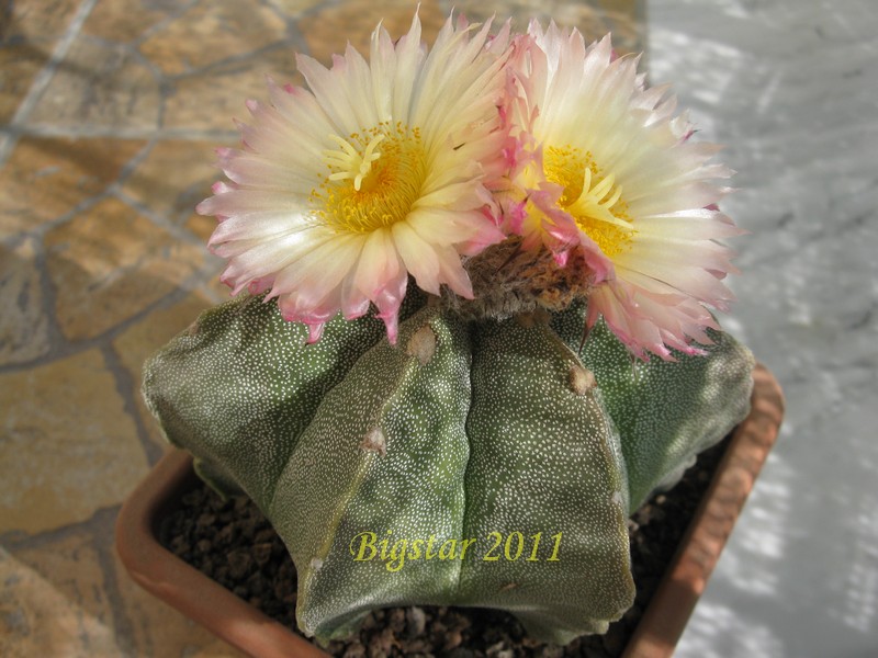 Astrophytum myriostigma f. multicostatum 