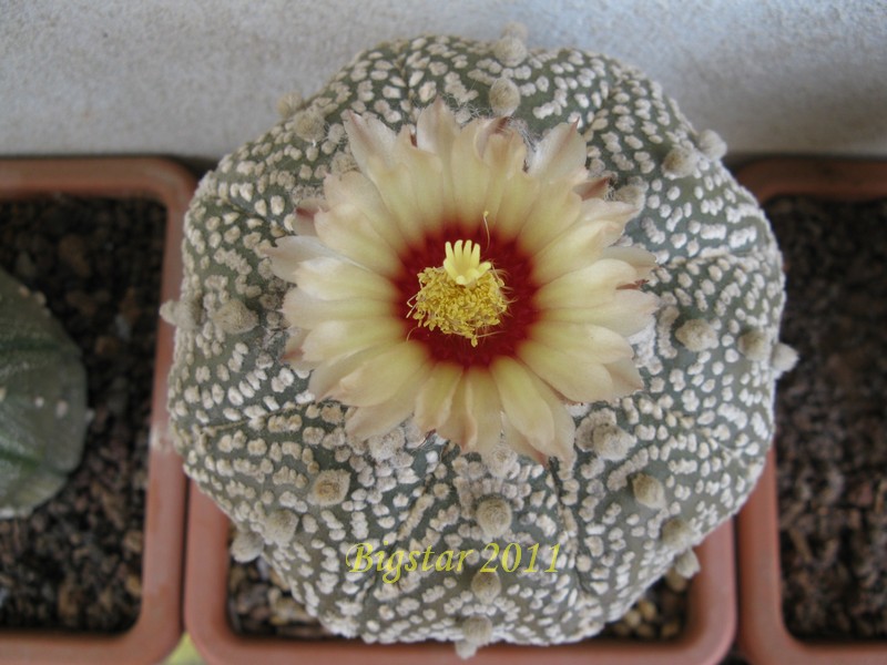 Astrophytum asterias cv. super kabuto star shape 