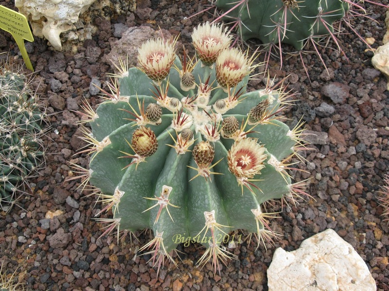 Ferocactus latispinus v. spiralis 