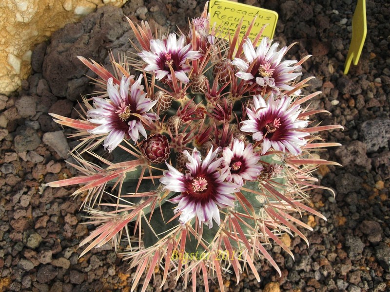 Ferocactus recurvus AFR 8