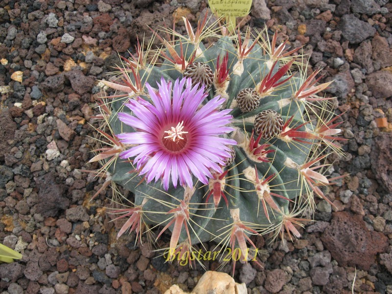 Ferocactus latispinus 