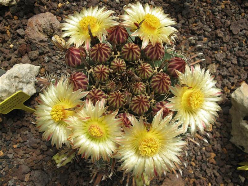 Ferocactus herrerae 