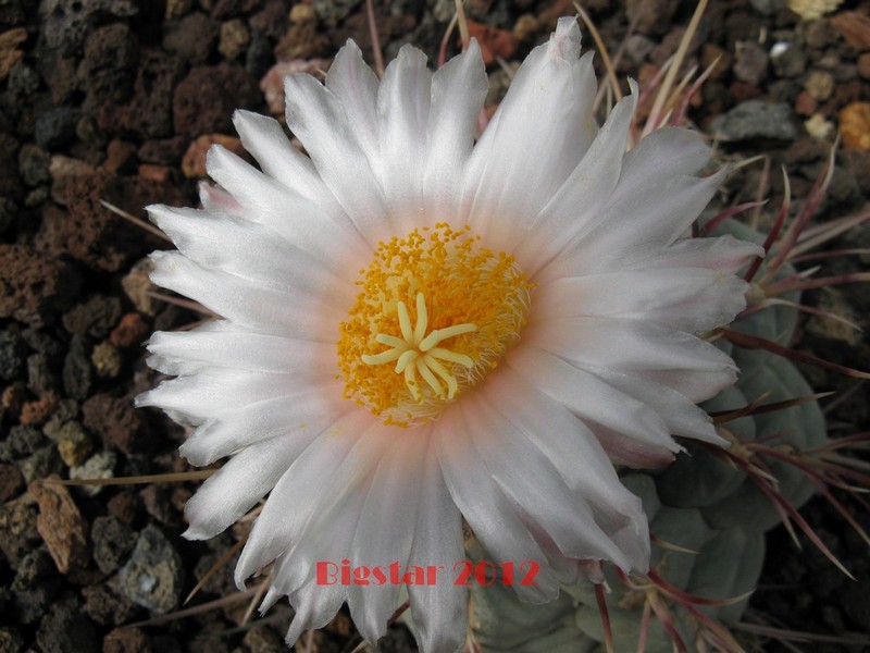 Thelocactus hexaedrophorus v. fossulatus 