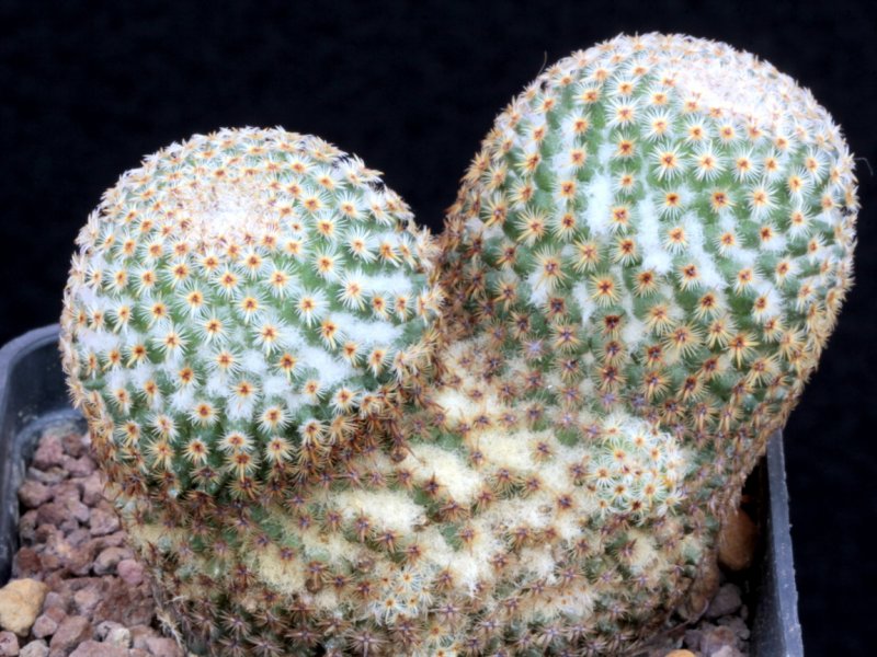 Mammillaria crucigera 