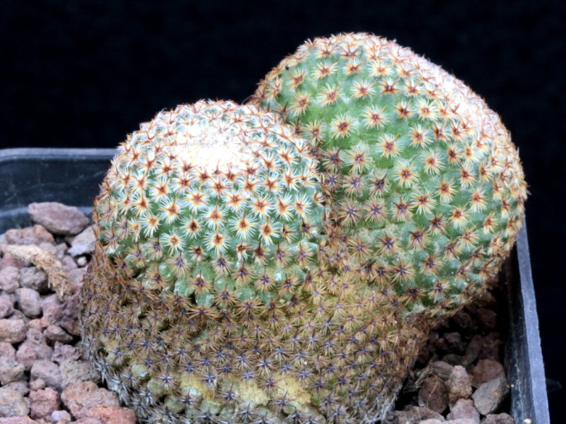 Mammillaria crucigera 