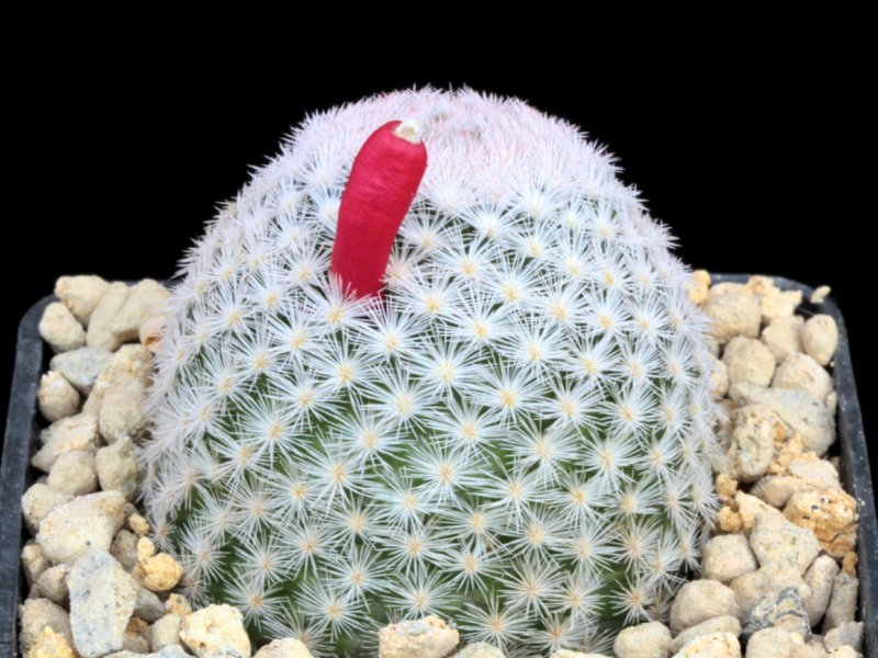 mammillaria lasiacantha