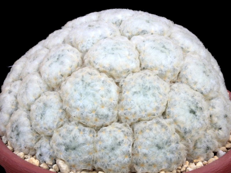 Mammillaria pluosa 