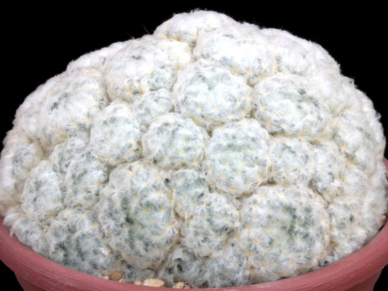 Mammillaria plumosa 