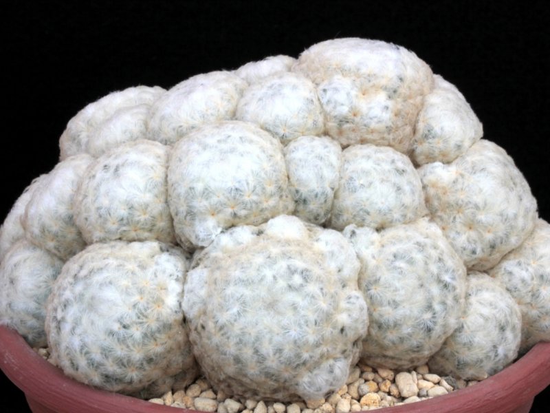 Mammillaria plumosa 