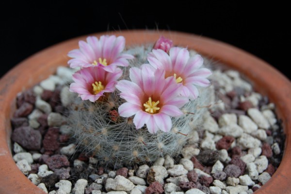 Mammillaria glassii ssp. ascensionis v. nominis dulcis 