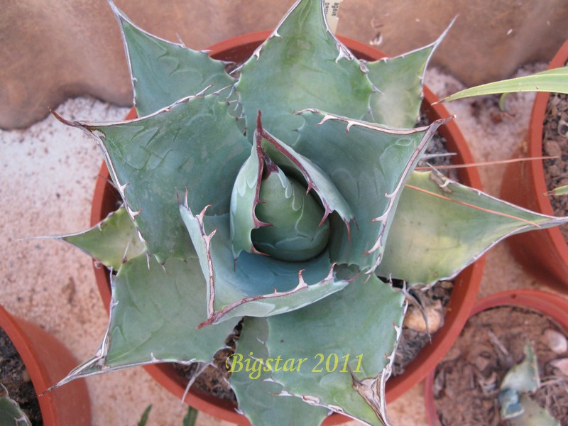 Agave parrasana 