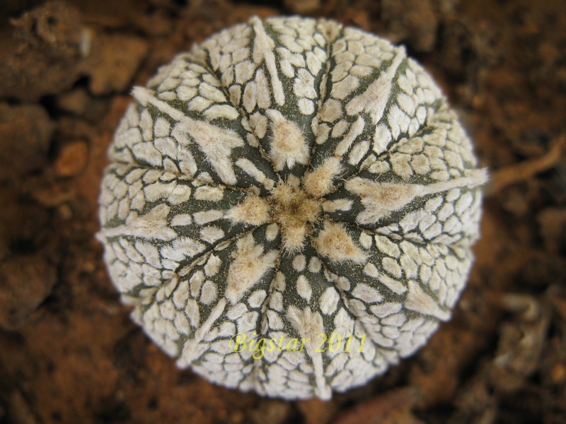 Astrophytum asterias cv. super kabuto v-type 